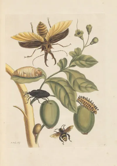 Dissertation Sur La Generation Et Les Transformations Des Insectes De Surinam Pl 35