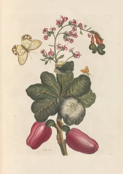 Dissertation Sur La Generation Et Les Transformations Des Insectes De Surinam Pl 36