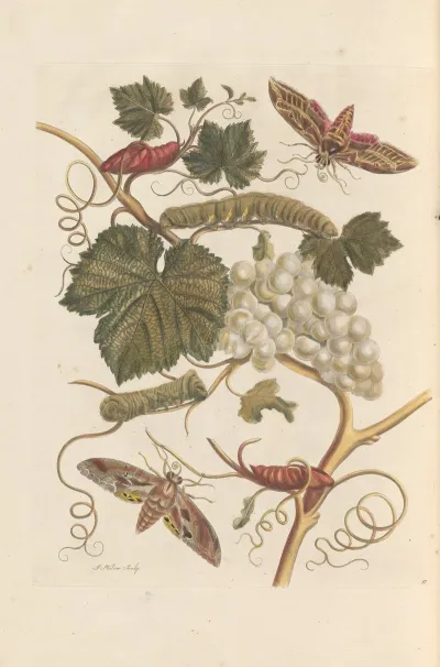 Dissertation Sur La Generation Et Les Transformations Des Insectes De Surinam Pl 37