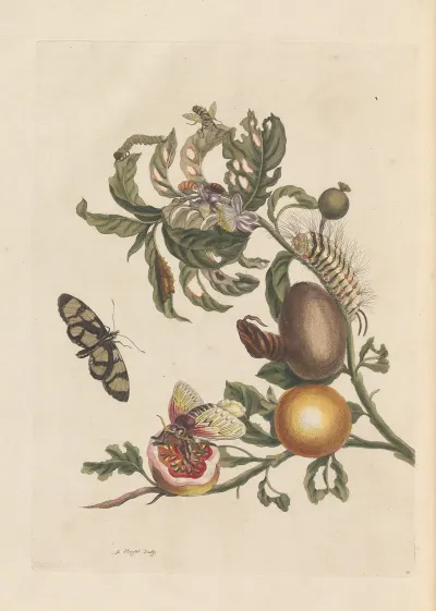 Dissertation Sur La Generation Et Les Transformations Des Insectes De Surinam Pl 38