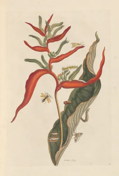 Dissertation Sur La Generation Et Les Transformations Des Insectes De Surinam Pl 39