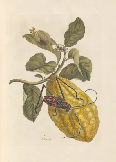 Dissertation Sur La Generation Et Les Transformations Des Insectes De Surinam Pl 40