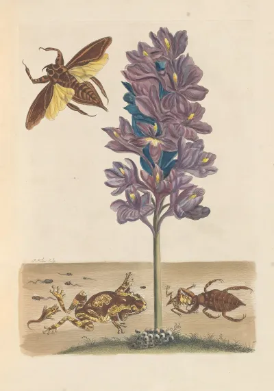 Dissertation Sur La Generation Et Les Transformations Des Insectes De Surinam Pl 41