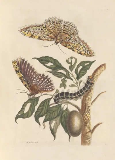 Dissertation Sur La Generation Et Les Transformations Des Insectes De Surinam Pl 42