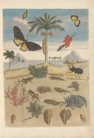Dissertation Sur La Generation Et Les Transformations Des Insectes De Surinam Pl 43