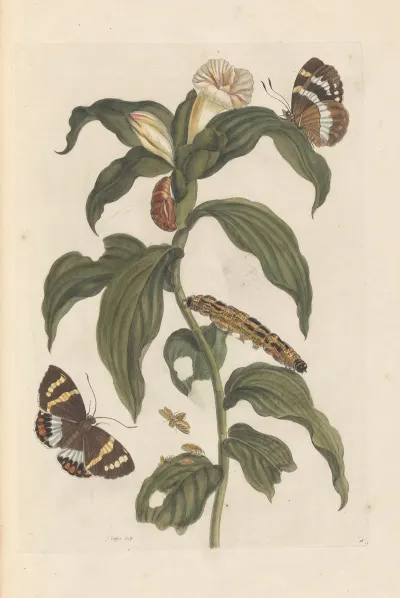 Dissertation Sur La Generation Et Les Transformations Des Insectes De Surinam Pl 44