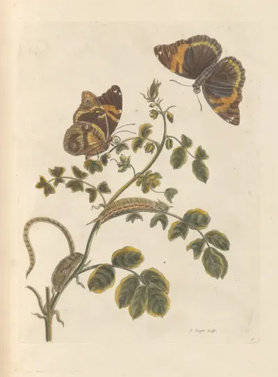 Dissertation Sur La Generation Et Les Transformations Des Insectes De Surinam Pl 45