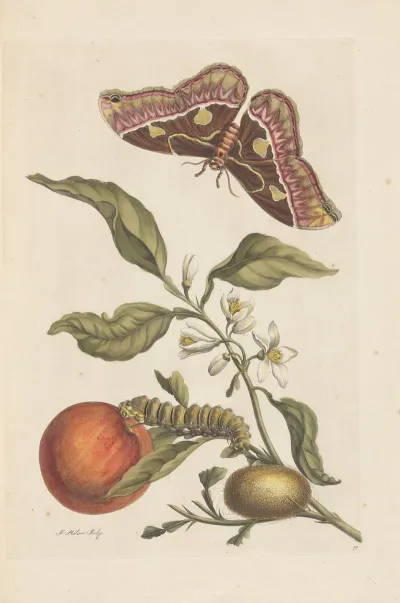 Dissertation Sur La Generation Et Les Transformations Des Insectes De Surinam Pl 46