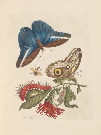 Dissertation Sur La Generation Et Les Transformations Des Insectes De Surinam Pl 48