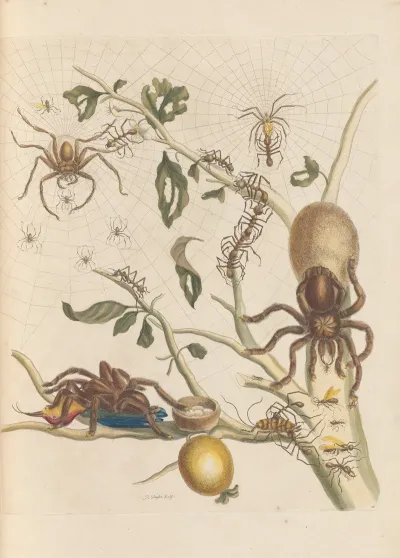 Dissertation Sur La Generation Et Les Transformations Des Insectes De Surinam Pl 50