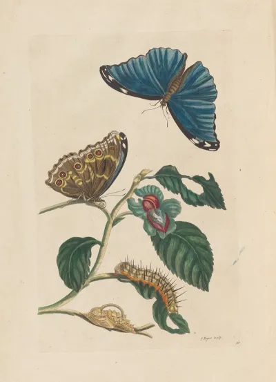 Dissertation Sur La Generation Et Les Transformations Des Insectes De Surinam Pl 51