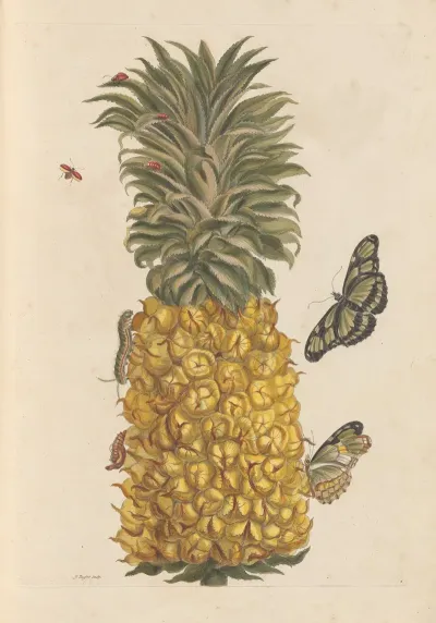 Dissertation Sur La Generation Et Les Transformations Des Insectes De Surinam Pl 52