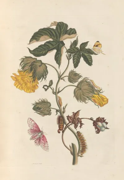 Dissertation Sur La Generation Et Les Transformations Des Insectes De Surinam Pl 54