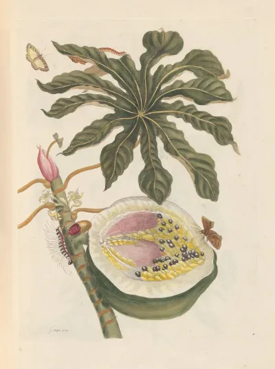 Dissertation Sur La Generation Et Les Transformations Des Insectes De Surinam Pl 55