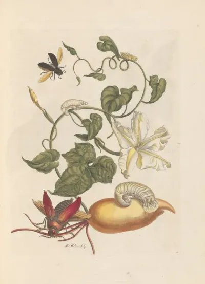 Dissertation Sur La Generation Et Les Transformations Des Insectes De Surinam Pl 56