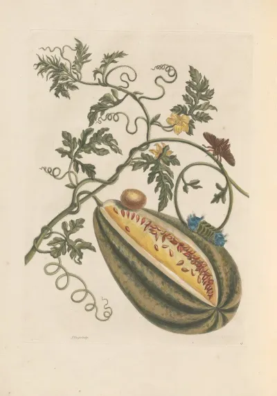 Dissertation Sur La Generation Et Les Transformations Des Insectes De Surinam Pl 57