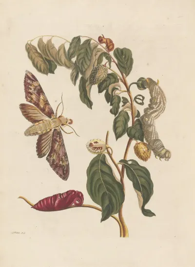Dissertation Sur La Generation Et Les Transformations Des Insectes De Surinam Pl 58