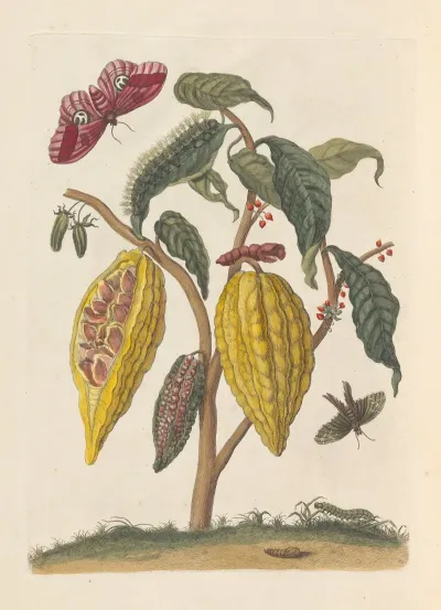 Dissertation Sur La Generation Et Les Transformations Des Insectes De Surinam Pl 59