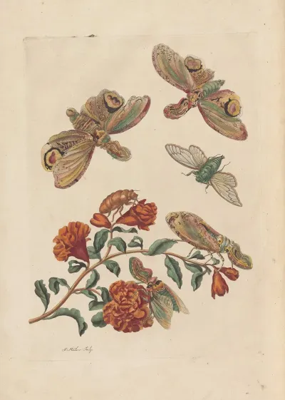 Dissertation Sur La Generation Et Les Transformations Des Insectes De Surinam Pl 60