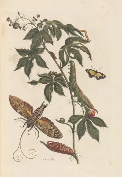 Dissertation Sur La Generation Et Les Transformations Des Insectes De Surinam Pl 62