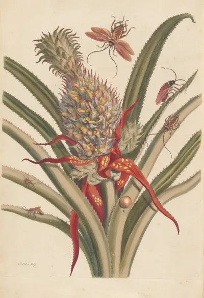 Dissertation Sur La Generation Et Les Transformations Des Insectes De Surinam Pl 64