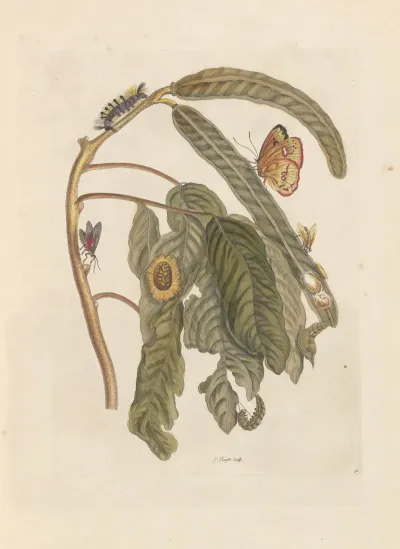 Dissertation Sur La Generation Et Les Transformations Des Insectes De Surinam Pl 65