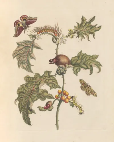 Dissertation Sur La Generation Et Les Transformations Des Insectes De Surinam Pl 67