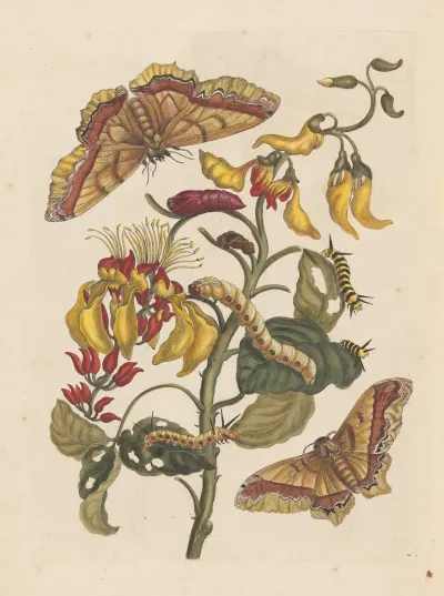 Dissertation Sur La Generation Et Les Transformations Des Insectes De Surinam Pl 68