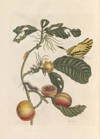 Dissertation Sur La Generation Et Les Transformations Des Insectes De Surinam Pl 69