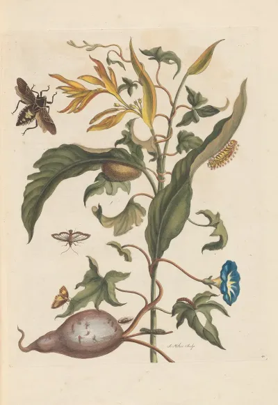 Dissertation Sur La Generation Et Les Transformations Des Insectes De Surinam Pl 70