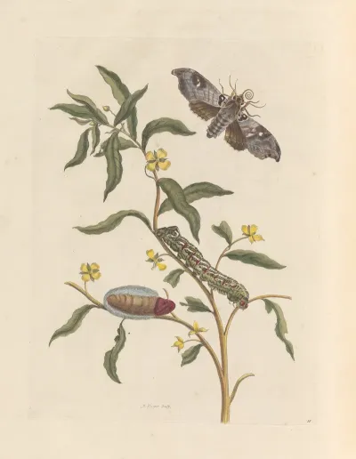 Dissertation Sur La Generation Et Les Transformations Des Insectes De Surinam Pl 71