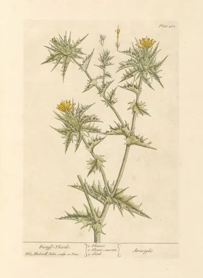 Distaff Thistle