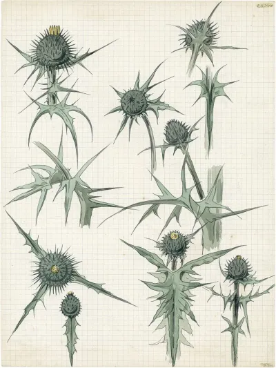 Distel 2de Soort 9