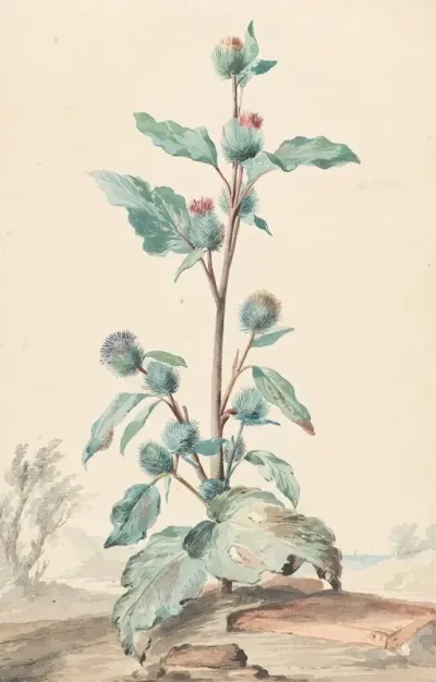 Distel