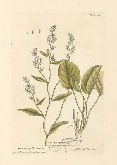 Dittander Or Pepperwort