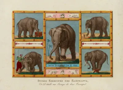 Divers Exercices Des Elephants