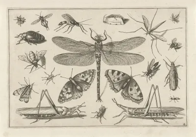 Diversae Insectarum Volatilium Pl 02