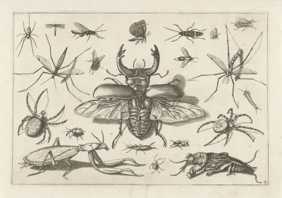 Diversae Insectarum Volatilium Pl 04