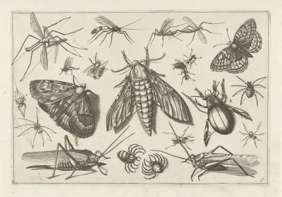 Diversae Insectarum Volatilium Pl 05
