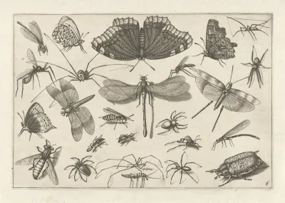 Diversae Insectarum Volatilium Pl 06