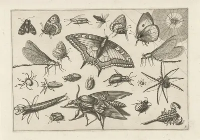 Diversae Insectarum Volatilium Pl 09