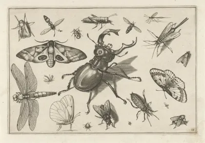 Diversae Insectarum Volatilium Pl 10