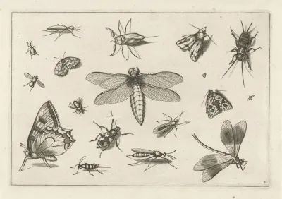 Diversae Insectarum Volatilium Pl 11
