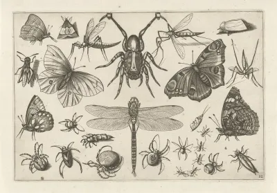 Diversae Insectarum Volatilium Pl 12