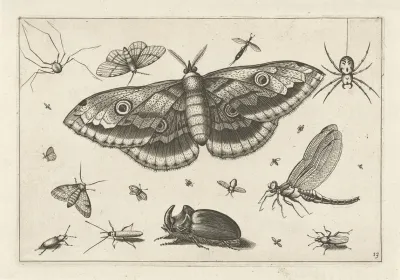 Diversae Insectarum Volatilium Pl 13