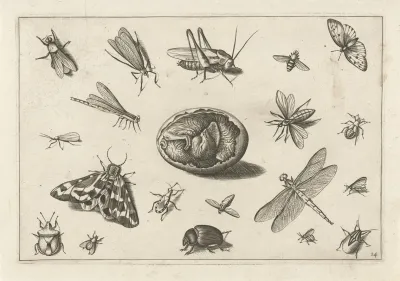 Diversae Insectarum Volatilium Pl 14