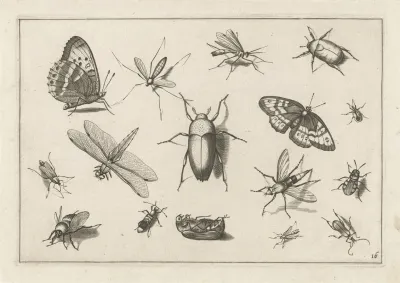 Diversae Insectarum Volatilium Pl 16