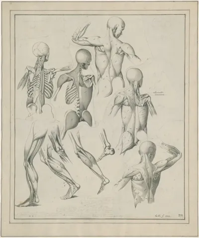 Diverse Anatomische Tekeningen Skelet Spieren Etc