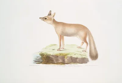 Doab Fox Canis Vulpes Rufescens Female