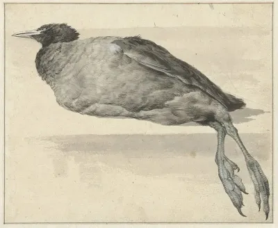 Dode Meerkoet